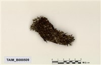 藏品(截葉真苔)的圖片